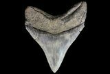 Serrated, Posterior Megalodon Tooth - Georgia #74492-1